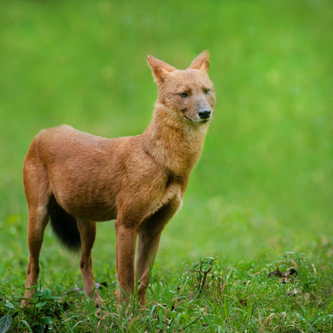 Tadoba safari booking online through safari lab to spot wild dogs