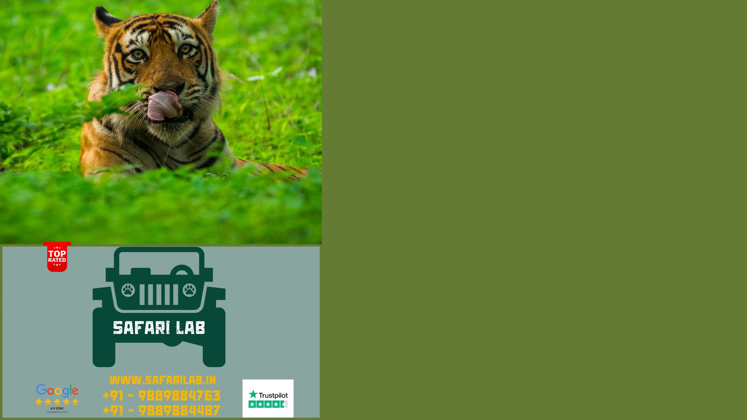 book tadoba safari online through safari lab to spot tigers