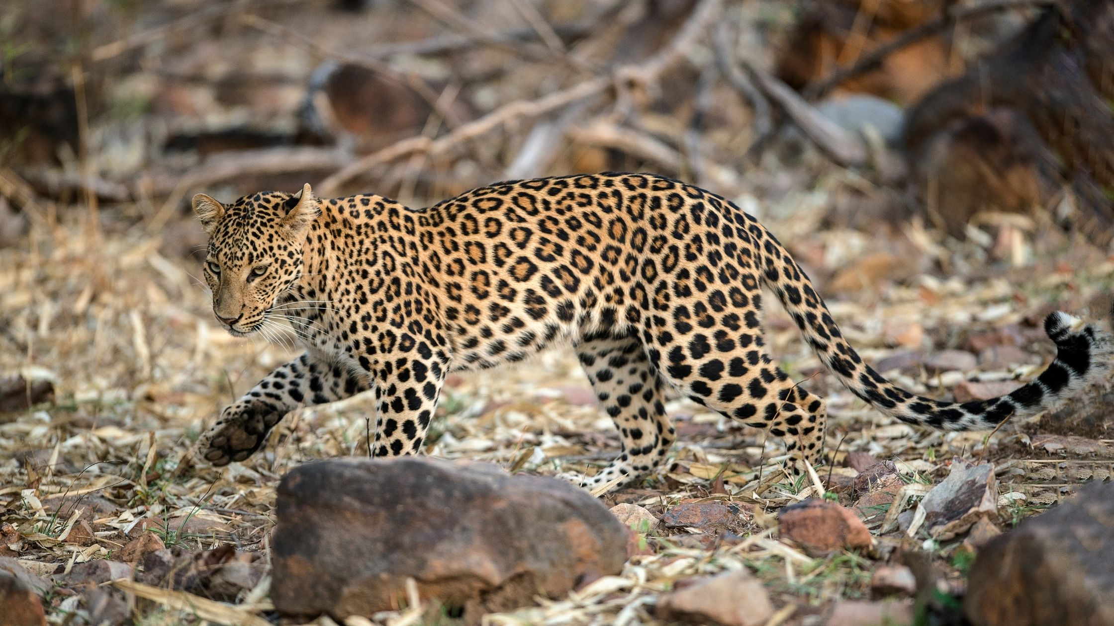 book tadoba safari online through safari lab to spot leopards