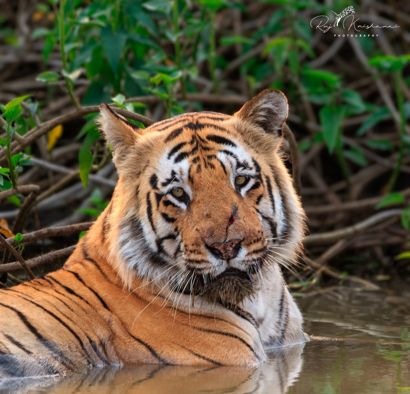 Tadoba safari booking online through safari lab
