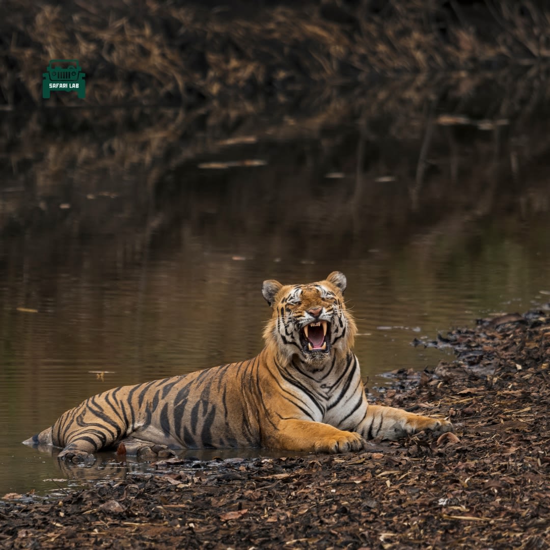 Tadoba safari booking online through safari lab