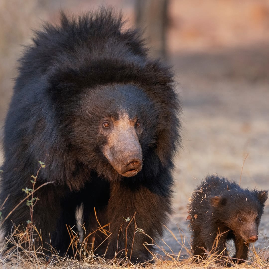Tadoba safari booking online through safari lab to spot sloth bears