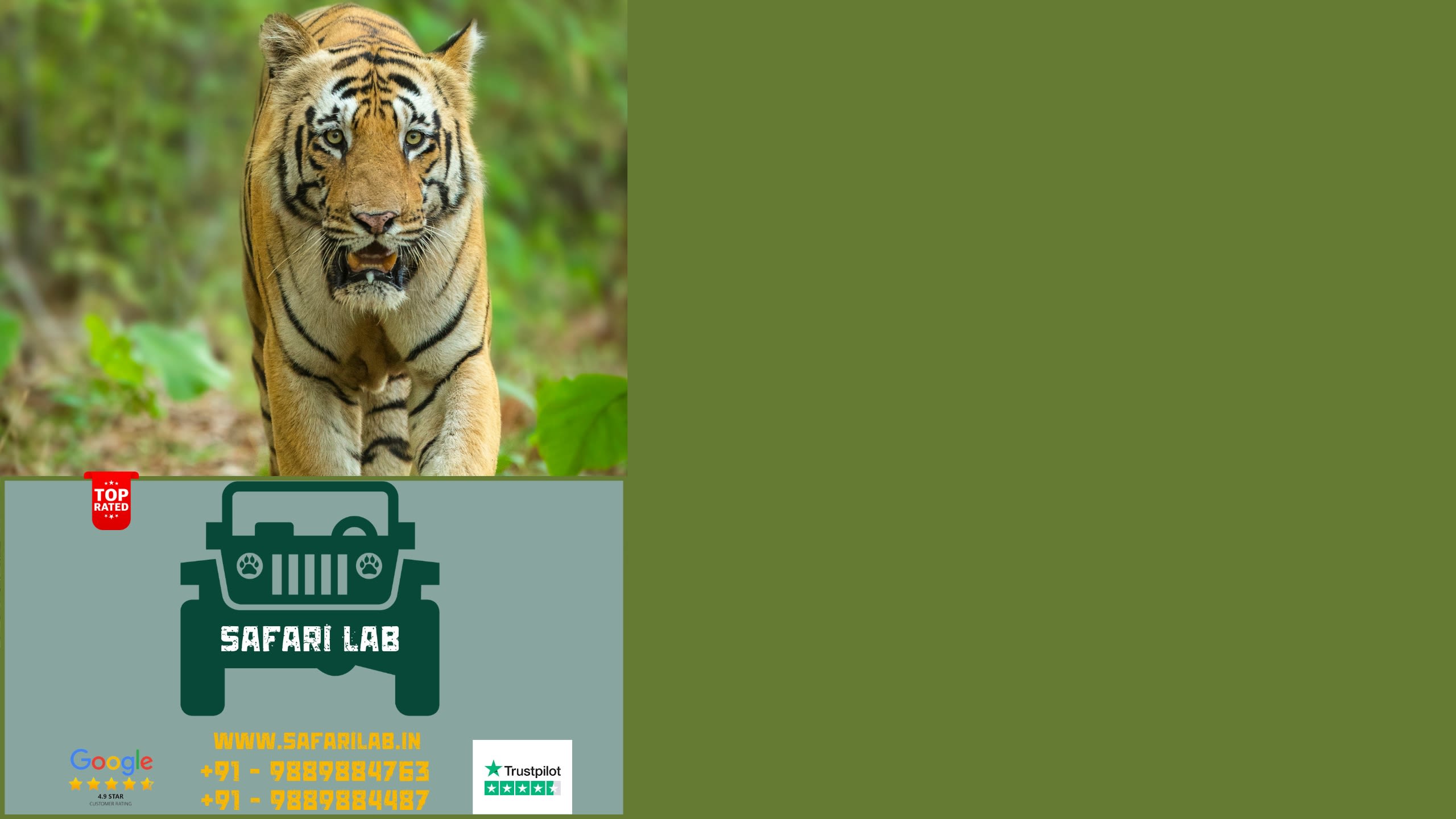 book tadoba safari online through safari lab