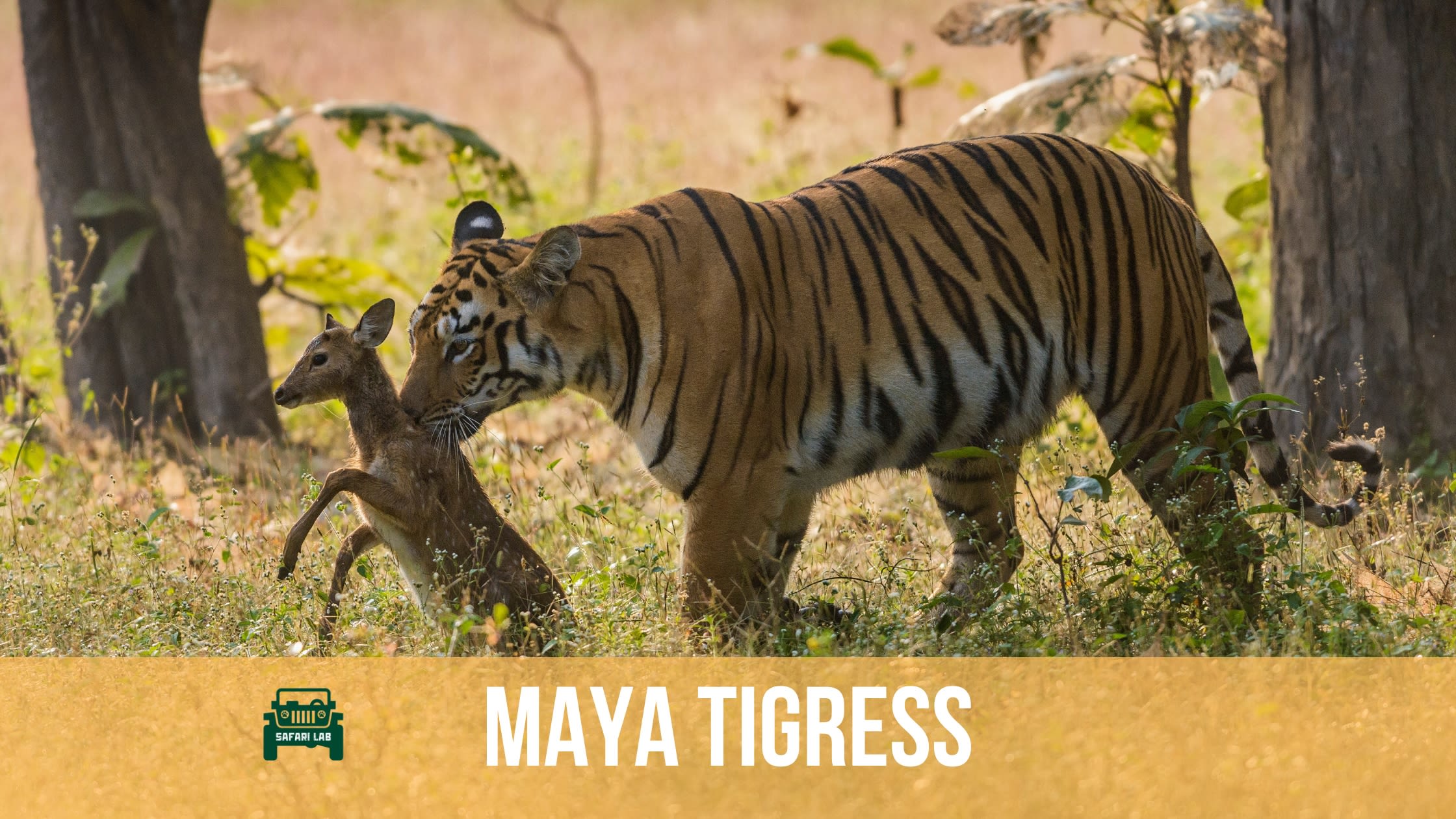 The Iconic Tigress Maya hunts a spotted deer fawn in Tadoba